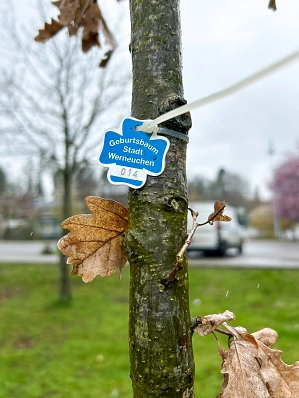 Geburtsbaum&nbsp;&copy;&nbsp;Stadt Werneuchen