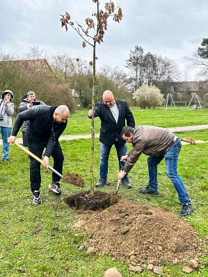 Geburtsbaum&nbsp;&copy;&nbsp;Stadt Werneuchen