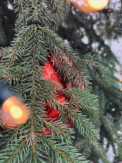 Weihnachtsbaum entsorgen&nbsp;&copy;&nbsp;Stadt Werneuchen