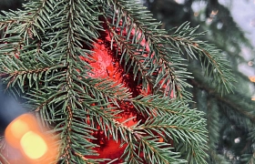 Weihnachtsbaum entsorgen Weihnachtsbaum entsorgen